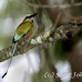 motmot_browed_turquoise_tar_h_0727_cos1060.jpg